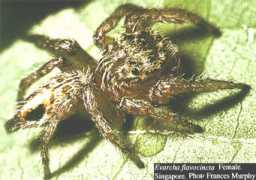salticidae.org Flavo