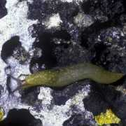 habitas.org.uk Flavus