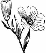 Flax