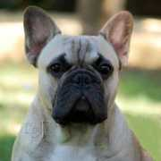 bulldogz.com Flaxen
