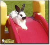 petoftheday.com Flecky