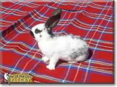 petoftheday.com Flecky