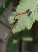 Flederus