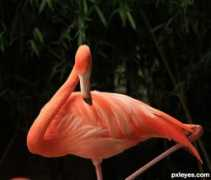 Flemingo