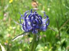 Fleurbleue