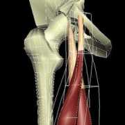 cmiss.bioeng.auckland.ac.nz Flexion