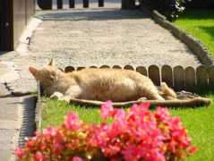petbrazil.com.br Flibert