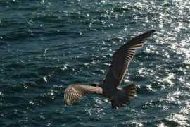 photo.hlehnerer.com Flied
