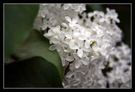 gallery.site.hu Flieder