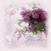 heavendream.de Flieder