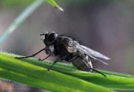 panoramio.com Fliege
