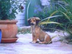 Fliou