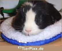 tierpixx.de Flitzer