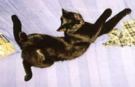 Flixi