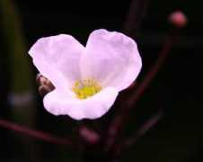 photo.acvarist.ro Floare