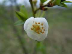 adeleene.gapo.ro Floare