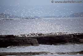 Flock