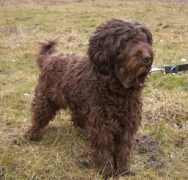 hundshuus.de Flocki