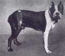 boxerweb.it Flocky