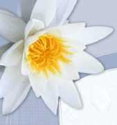 clarityspa.com Floer