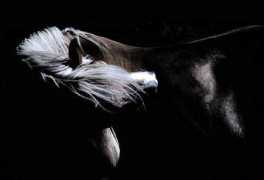 Floh