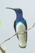 Flomel