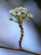 olegvolk.net Florae