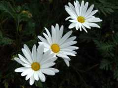 galicias.com Florar