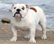 bulldogpedigree.com Floratta