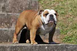 bulldogpedigree.com Floratta