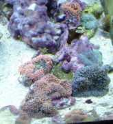 thereeftank.com Flordia