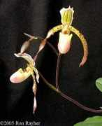 slipperorchids.info Florento
