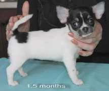 chihuahua.ru Florents