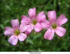 paulscharffphotography.com Floret