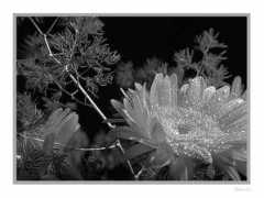 photoforum.ru Floret