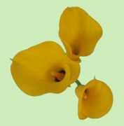 Florex