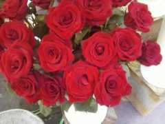 Flori