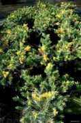 ogrod-pl.com Floriant