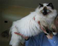 birmans.it Floriant