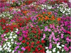 redgage.com Floric