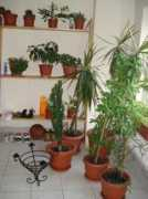 garbo.ro Florile
