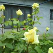 gradinamea.ro Florile