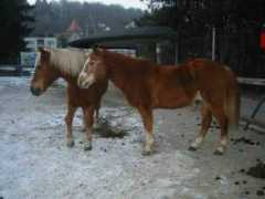 pferdemagazin.brandle.ch Florinella