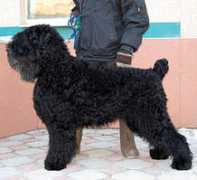 tagildogs.narod.ru Florisel