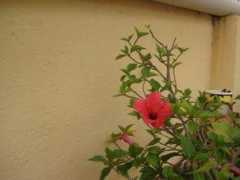 panoramio.com Florit
