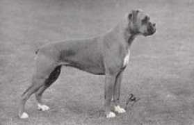 ukboxerdogs.co.uk Florri