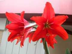 Flors