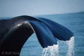 Flosse
