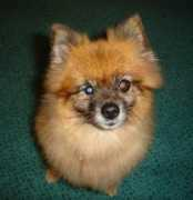 Flossie