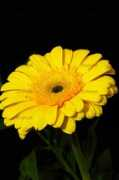Flover